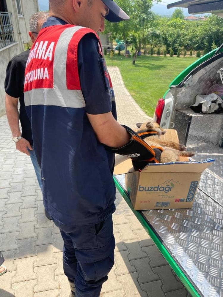 Yaralı tilkiye jandarma şefkati