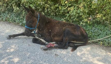 Yaralı yavru ata belediye ekipleri müdahale etti