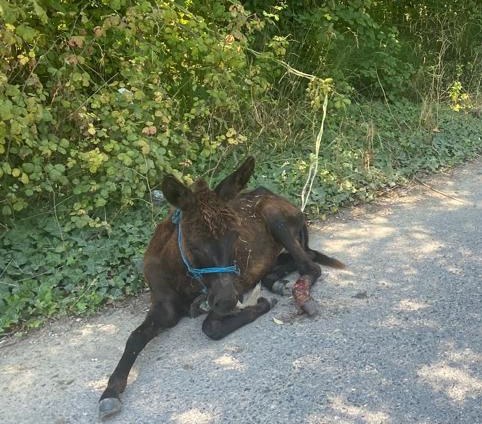 Yaralı yavru ata belediye ekipleri müdahale etti