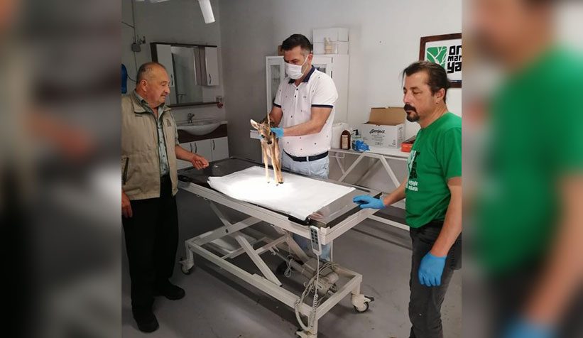 Yaralı yavru karaca tedavi altına alındı