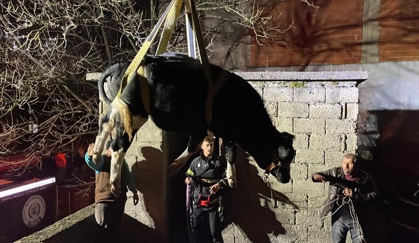 Yaramaz tosun balkonda mahsur kaldı