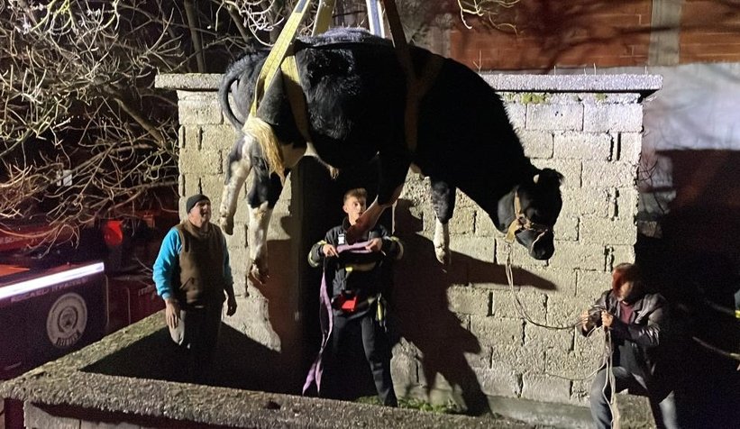 Yaramaz tosun balkonda mahsur kaldı