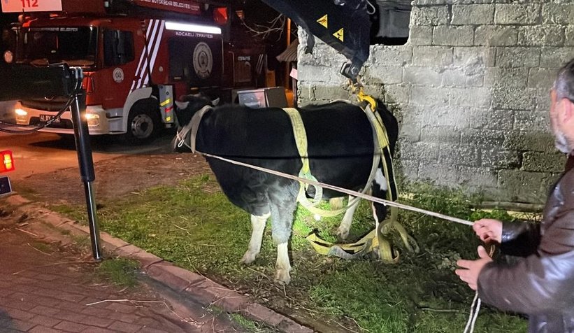 Yaramaz tosun balkonda mahsur kaldı