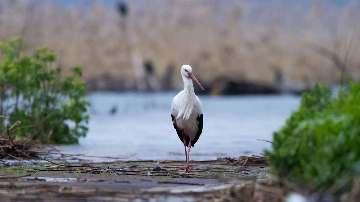 Yaren leylek bu yıl erken geldi
