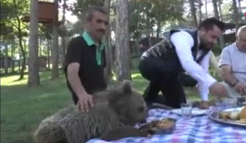 Yavru aslan ve ayıya şark sofrası kuruldu