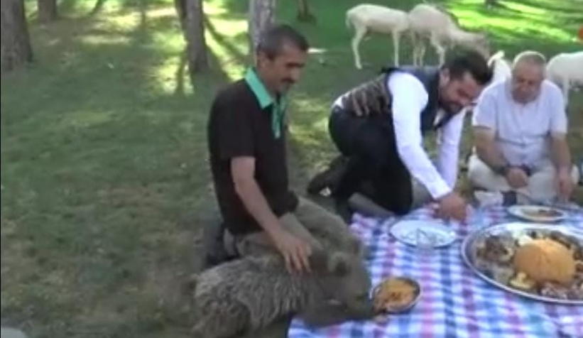 Yavru aslan ve ayıya şark sofrası kuruldu