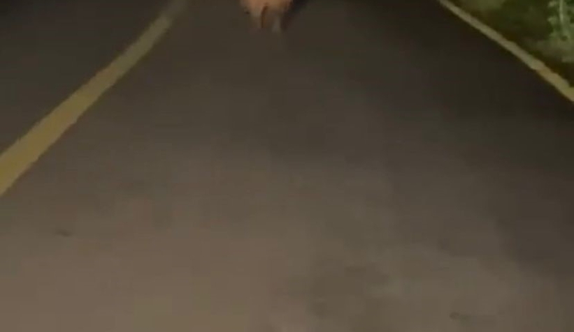 Yavru ayı böyle görüntülendi