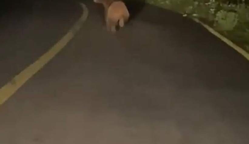 Yavru ayı böyle görüntülendi