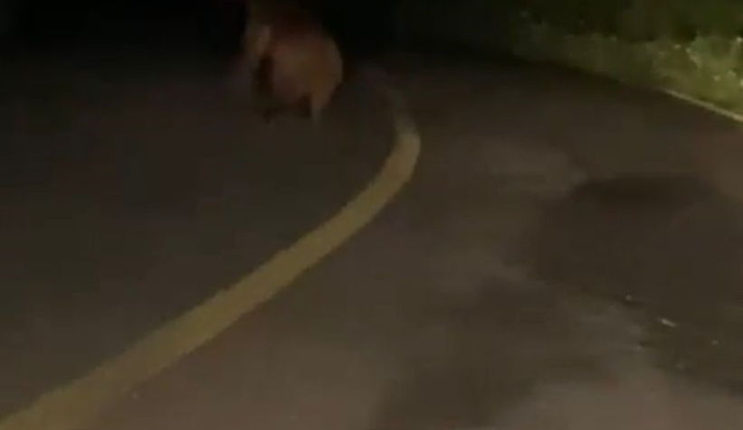 Yavru ayı böyle görüntülendi