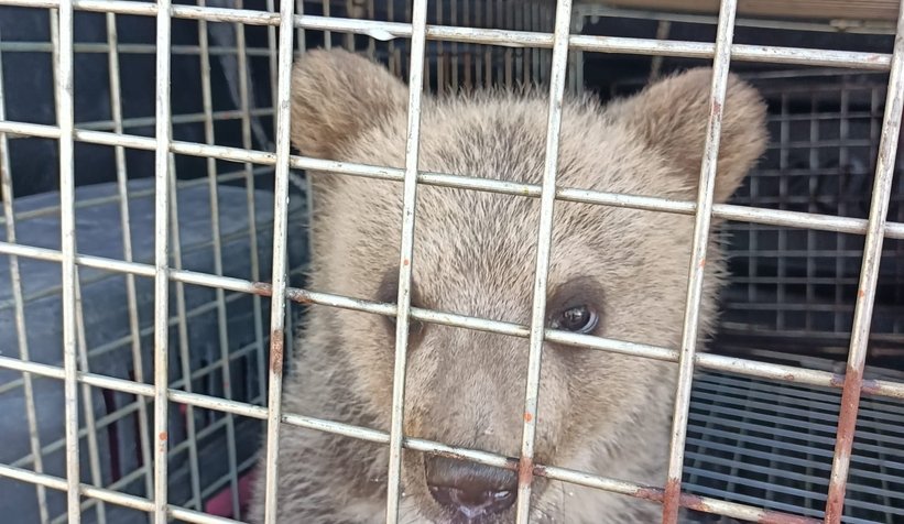 Yavru ayı Bursa'ya gönderildi
