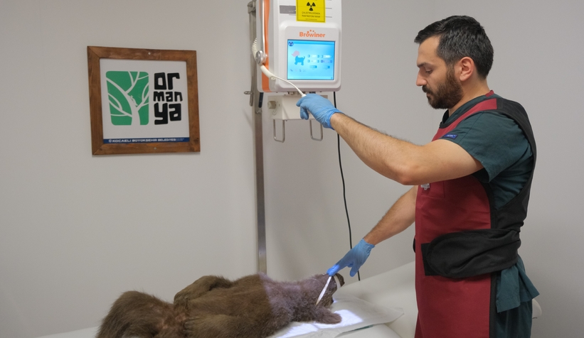 Yavru ayı ormanda yaralı halde bulundu