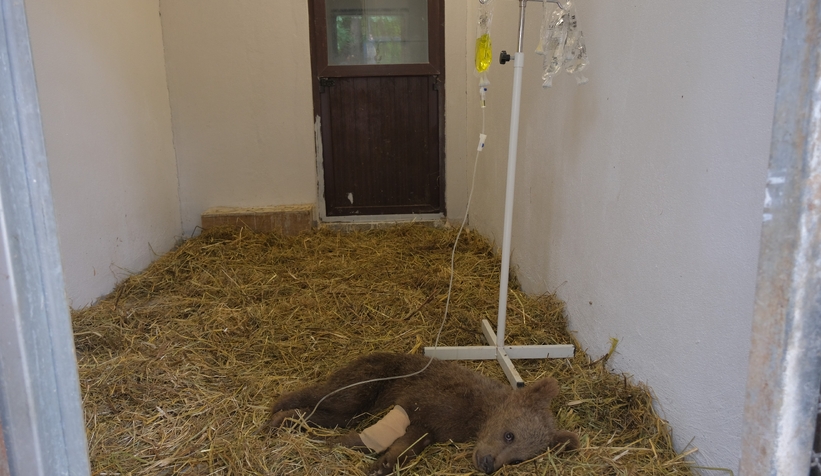 Yavru ayı ormanda yaralı halde bulundu