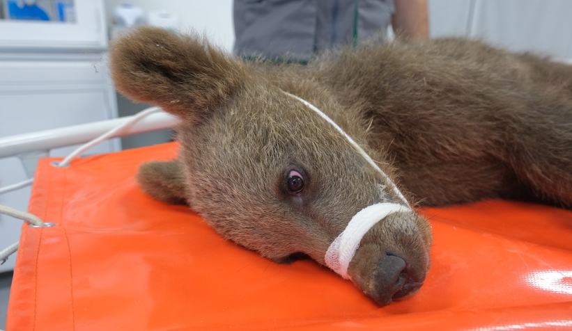 Yavru ayı ormanda yaralı halde bulundu