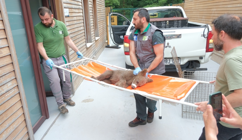 Yavru ayı ormanda yaralı halde bulundu