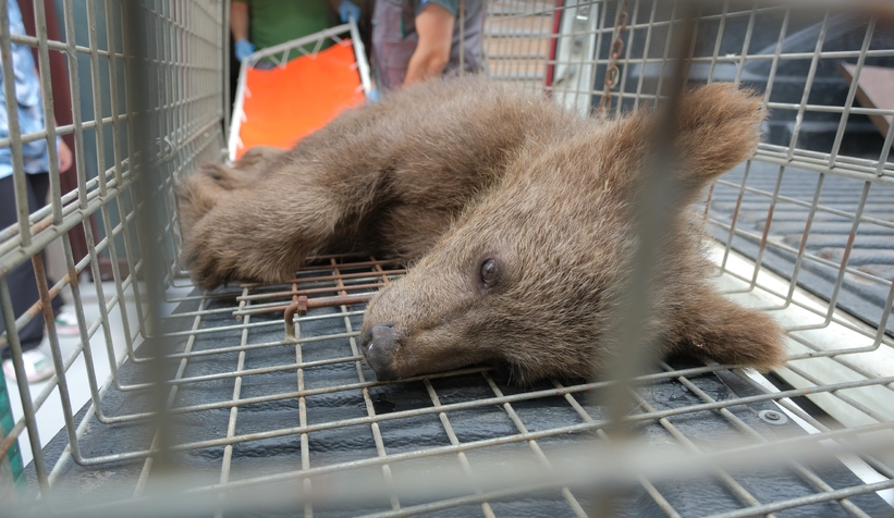 Yavru ayı ormanda yaralı halde bulundu