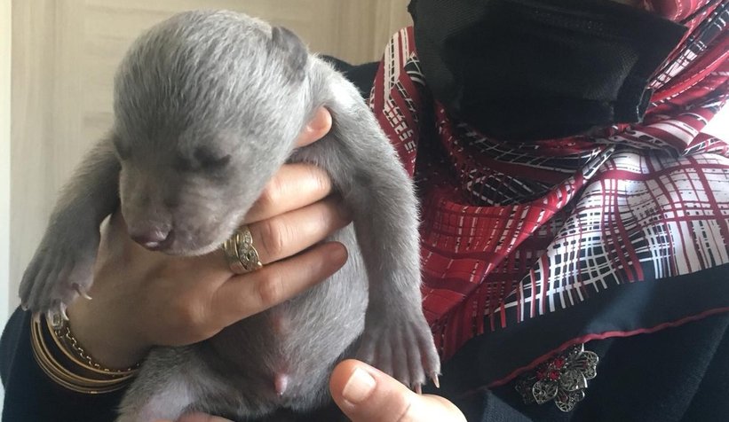 Yavru ayıyı donmak üzereyken buldular