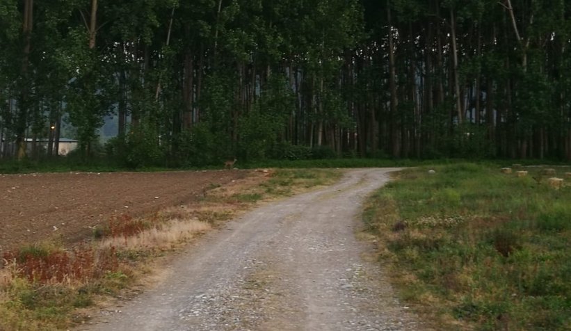 Yavru Karaca ilçeye kadar indi