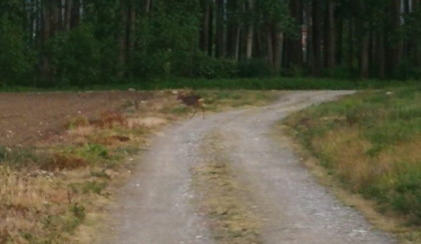 Yavru Karaca ilçeye kadar indi
