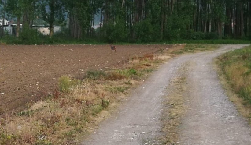 Yavru Karaca ilçeye kadar indi
