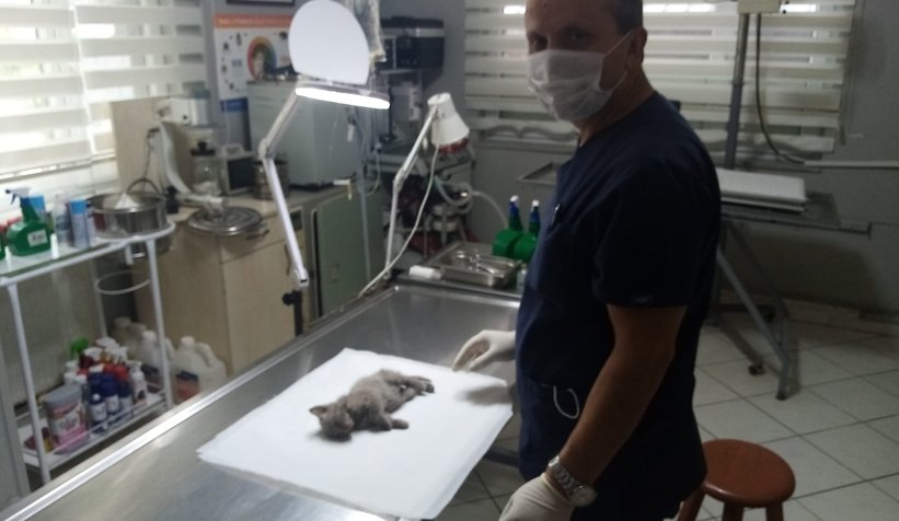Yavru kedi suni anüsle sağlığına kavuştu