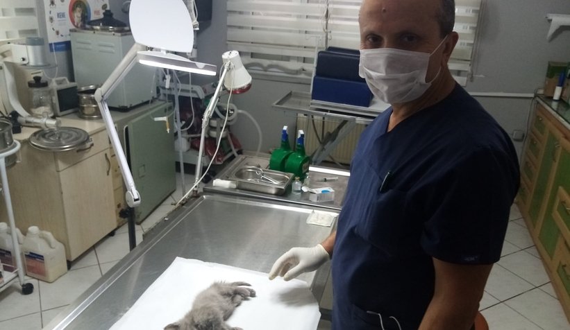 Yavru kedi suni anüsle sağlığına kavuştu