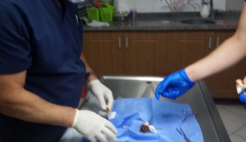 Yavru kedi suni anüsle sağlığına kavuştu