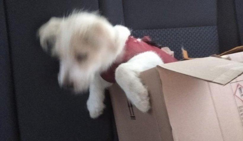 Yavru köpeğe polis şefkati