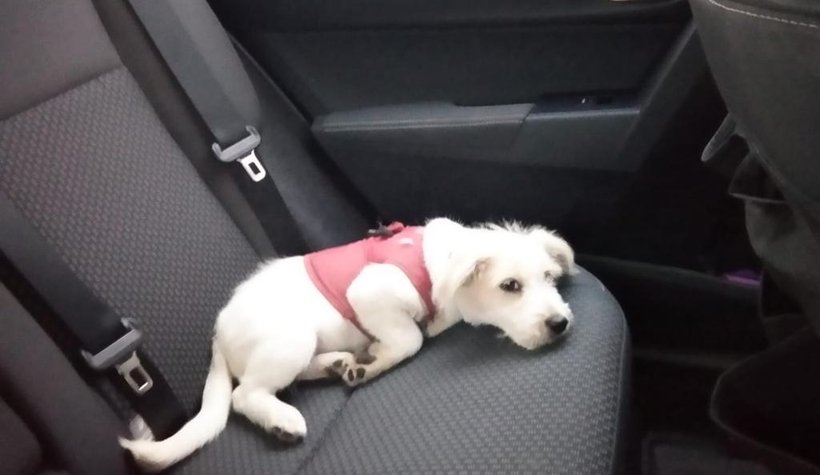 Yavru köpeğe polis şefkati