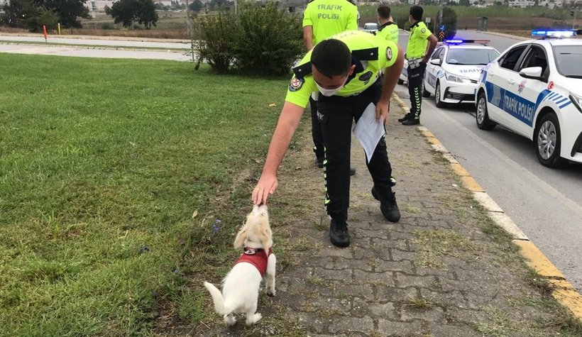 Yavru köpeğe polis şefkati