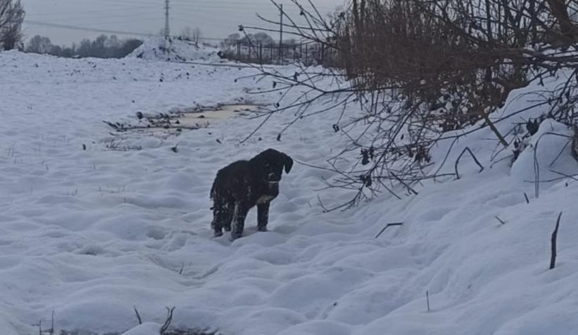 Yavru köpek donmaktan kurtarıldı