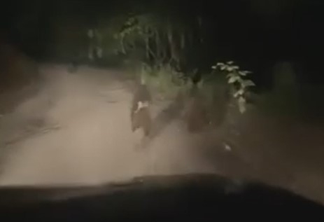 yayla-yolunda-onlerine-ayilar-cikticgx2dnfkrj
