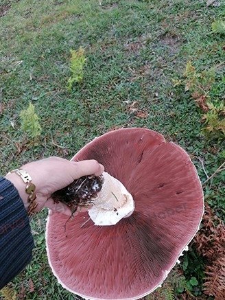 Yaylada dev mantar buldu