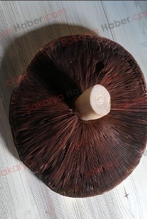 Yaylada dev mantar buldu