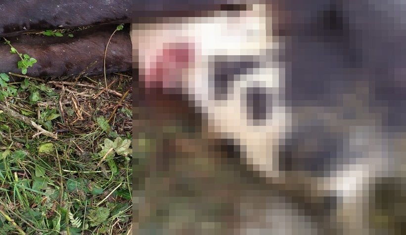 Yaylada ineğini bu halde buldu