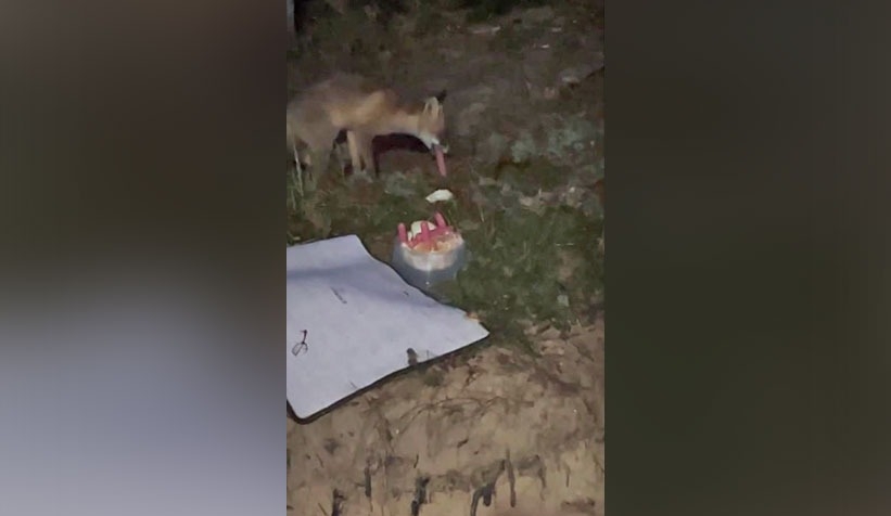 Yaylada tilkiyi sosisle besledi