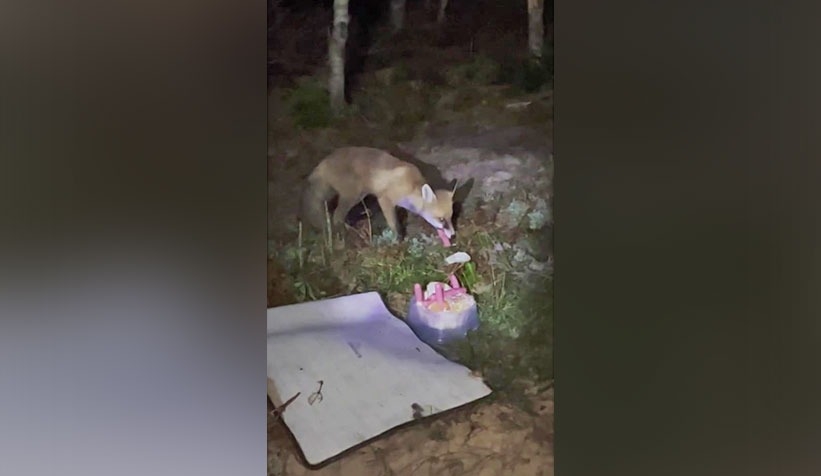 Yaylada tilkiyi sosisle besledi