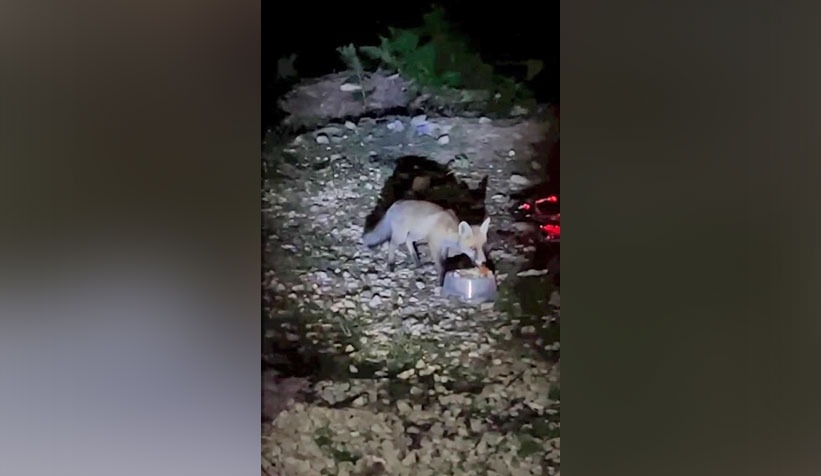 Yaylada tilkiyi sosisle besledi