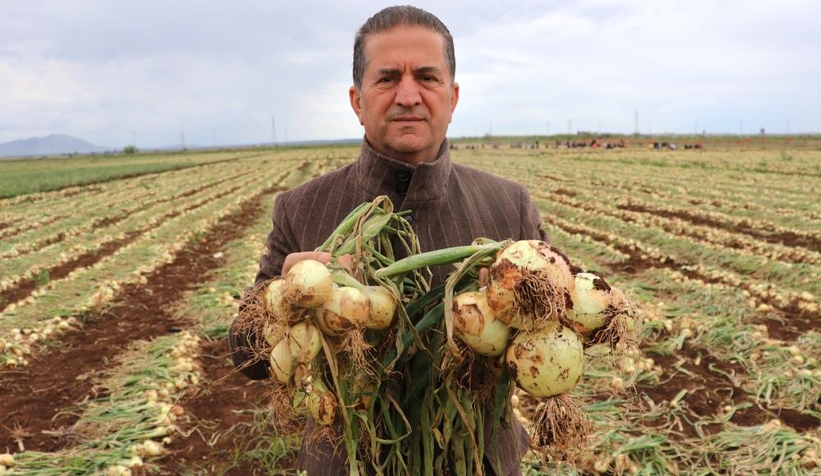 yeni-sogan-hasadi-basladi-fiyatlar-dusuyormgxayun5rf
