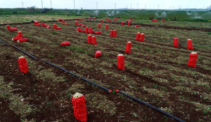 yeni-sogan-hasadi-basladi-fiyatlar-dusuyormgxayun5rf
