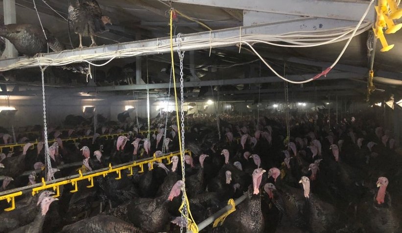 Yılbaşı kutlamaları iptal oldu, 3 bin hindi elinde kaldı