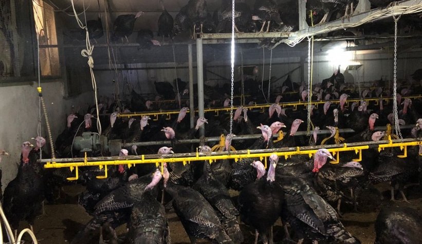 Yılbaşı kutlamaları iptal oldu, 3 bin hindi elinde kaldı