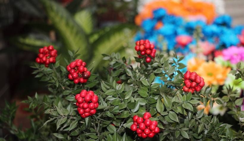 Yılbaşının simgelerinden 