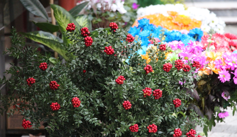 Yılbaşının simgelerinden 