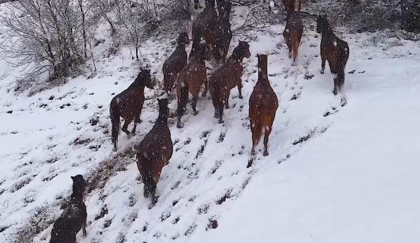 Yılkı atlarının sürü halinde karlar içinde dolaşması güzel ve muhteşem görüntüler ortaya çıkardı