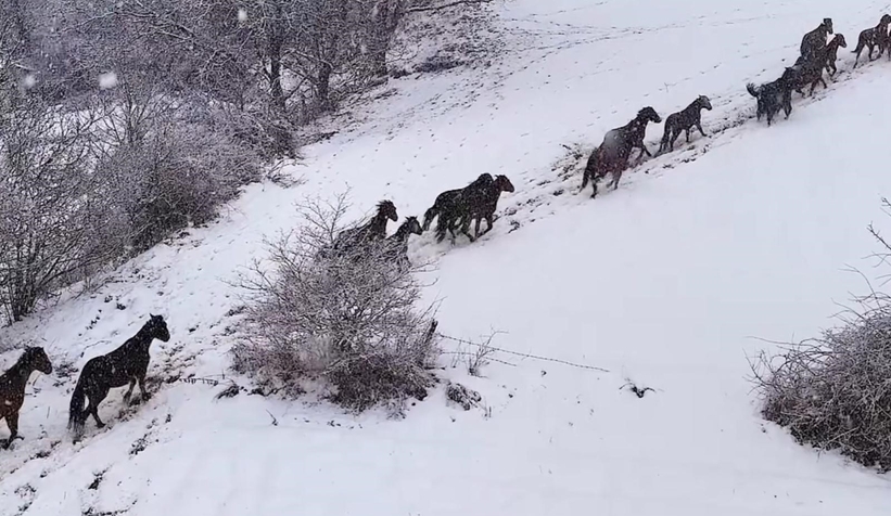 Yılkı atlarının sürü halinde karlar içinde dolaşması güzel ve muhteşem görüntüler ortaya çıkardı