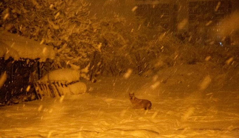 Yiyecek bulamayınca ilçe merkezine indi