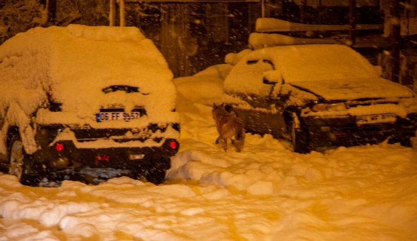 Yiyecek bulamayınca ilçe merkezine indi
