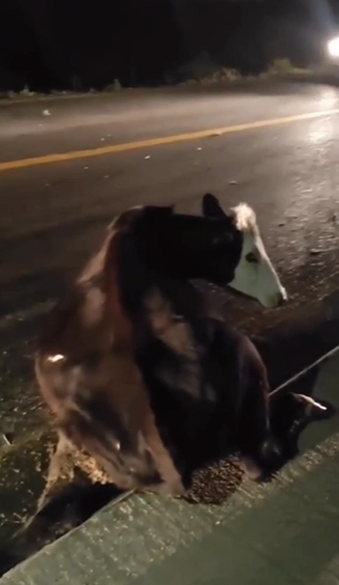 Yola çıkan inek kazaya neden oldu