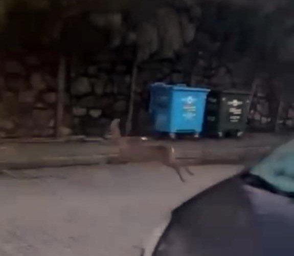 Yolunu kaybeden karaca mahalleye indi