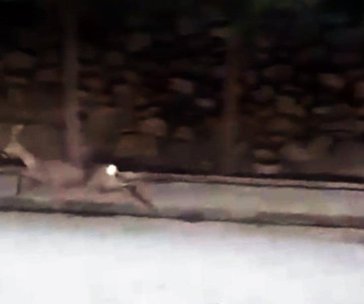 Yolunu kaybeden karaca mahalleye indi